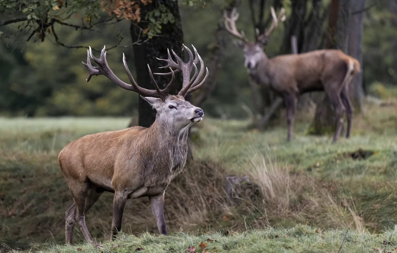 Photo wallpaper forest, grass, trees, Park, deer