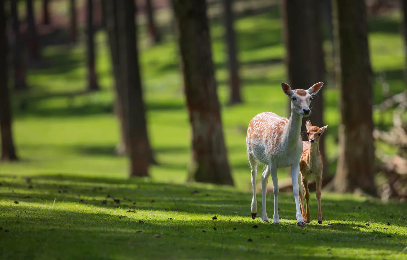 Photo wallpaper greens, forest, summer, grass, look, light, trees, nature