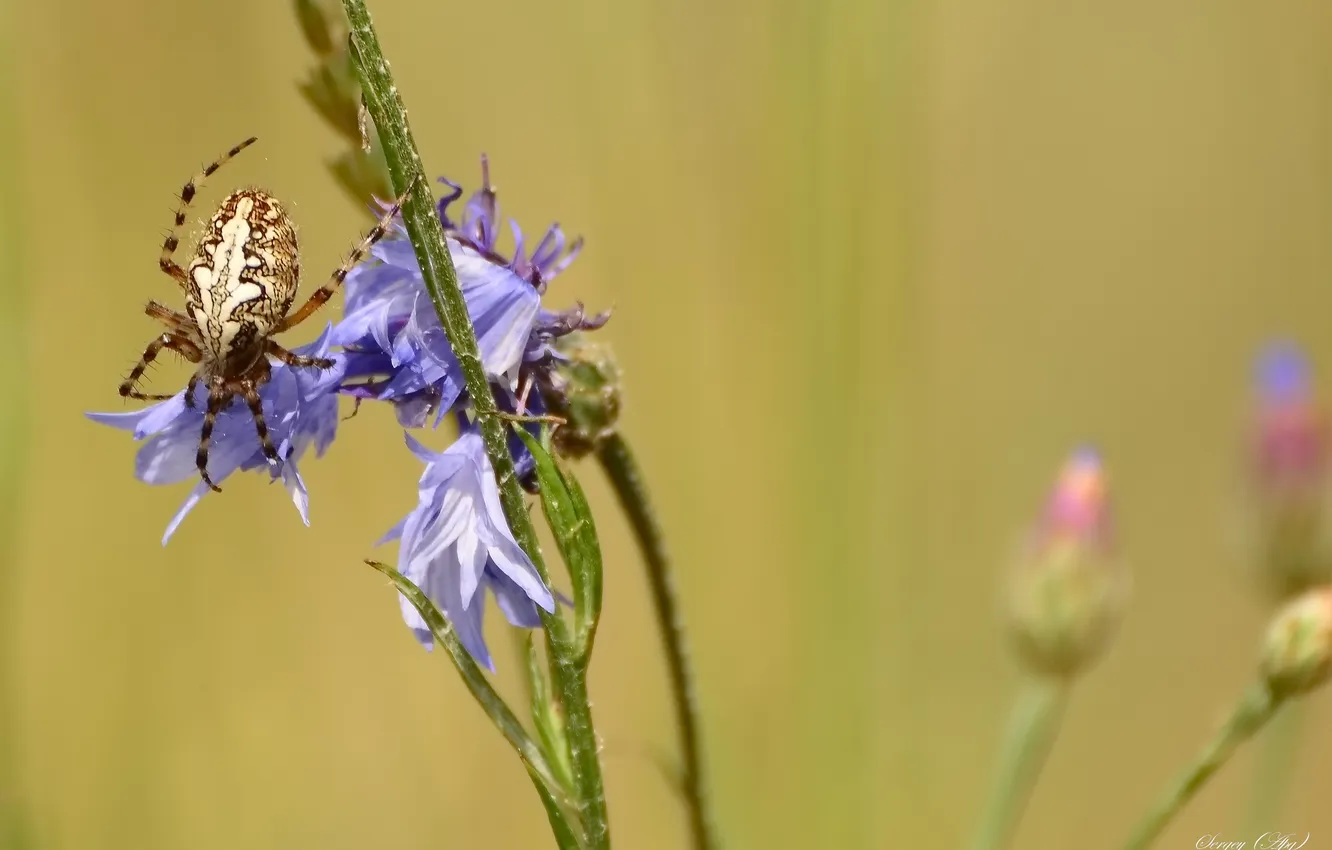 Photo wallpaper macro, flowers, nature, spider