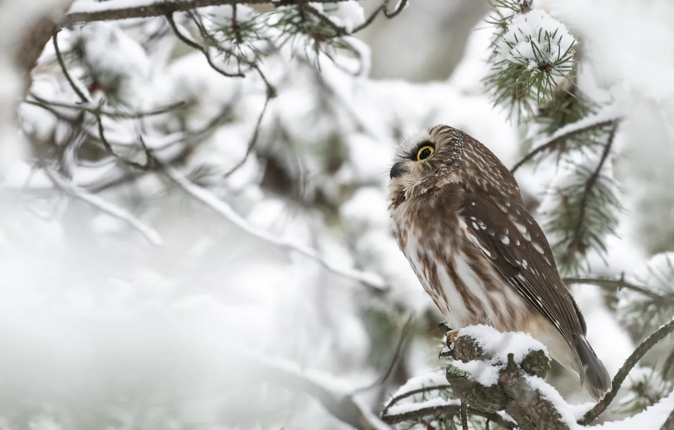 Photo wallpaper winter, snow, branches, owl, bird, needles, owl