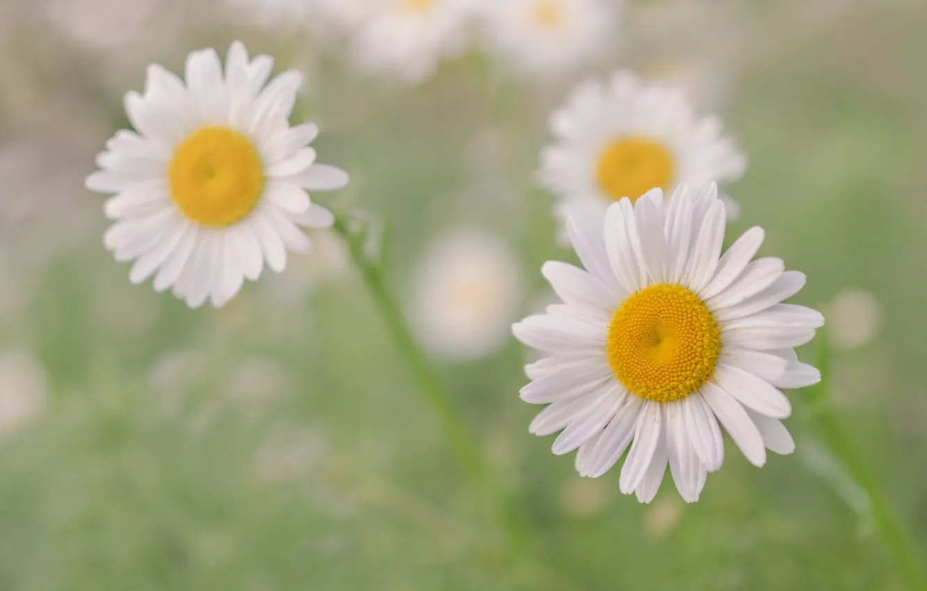 Photo wallpaper macro, chamomile, bokeh