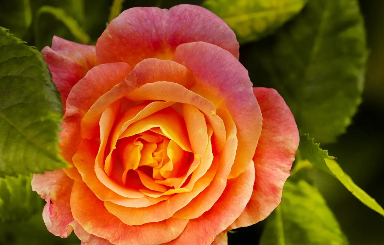 Photo wallpaper flower, orange, Rose