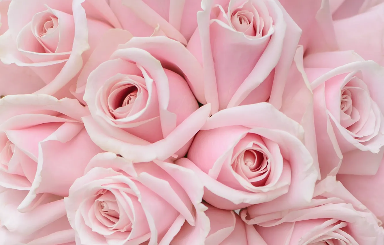 Photo wallpaper pink, roses, macro