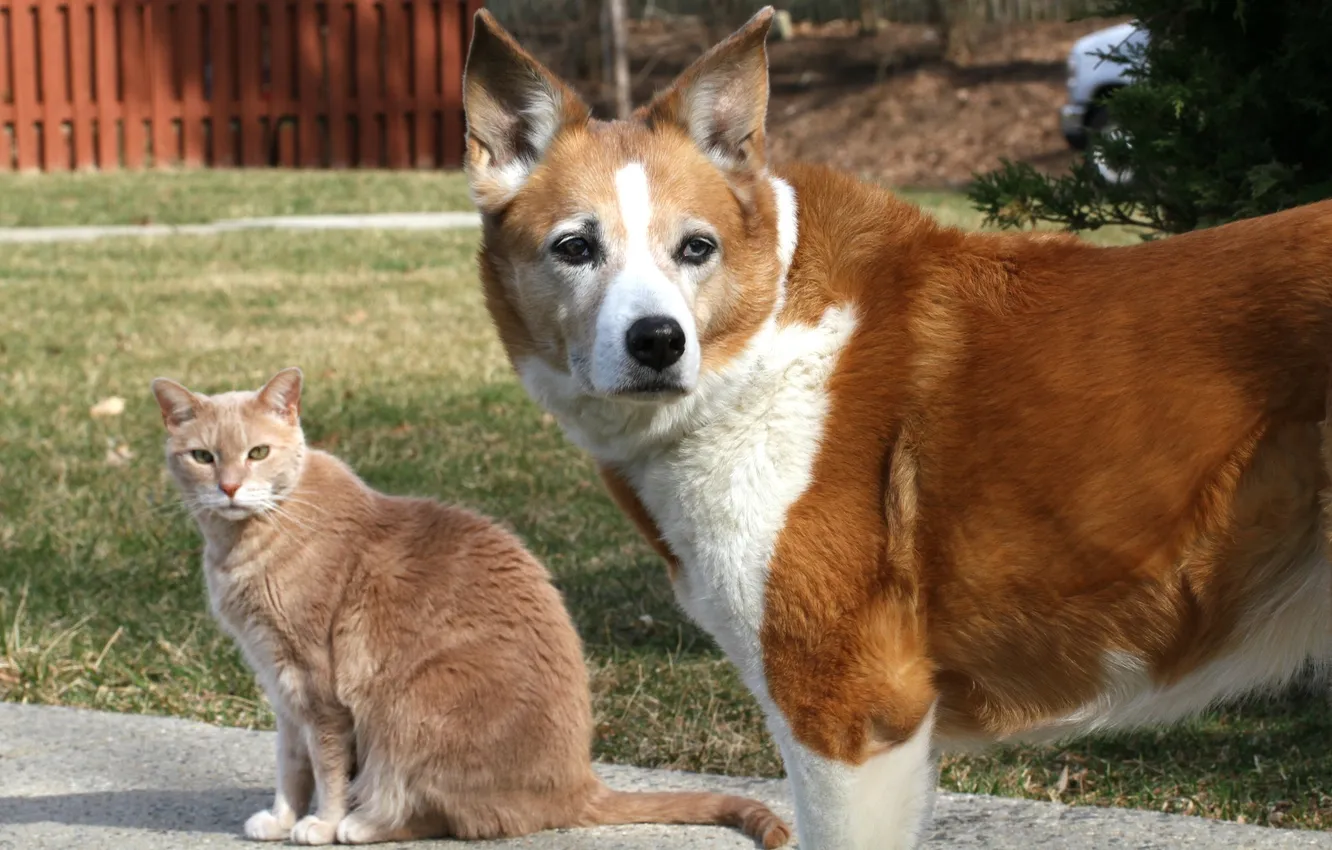 Photo wallpaper cat, cat, each, dog