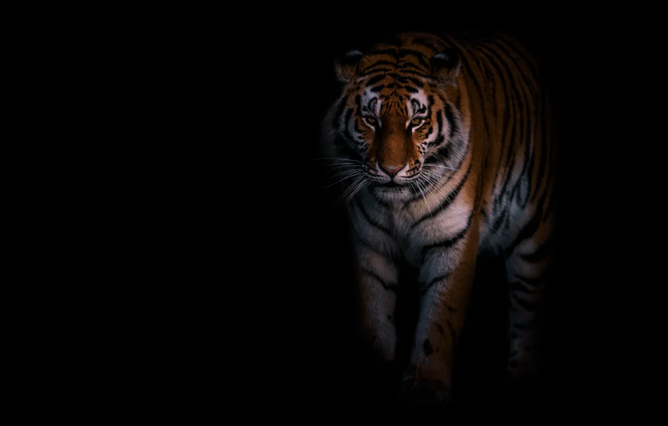 Photo wallpaper look, tiger, pose, is, black background