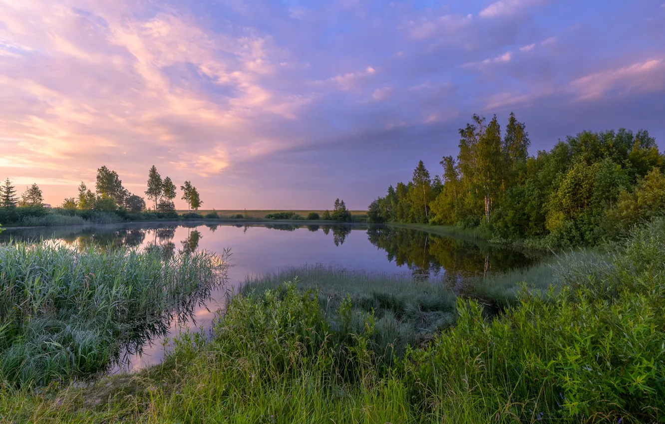 Photo wallpaper summer, trees, lake, morning