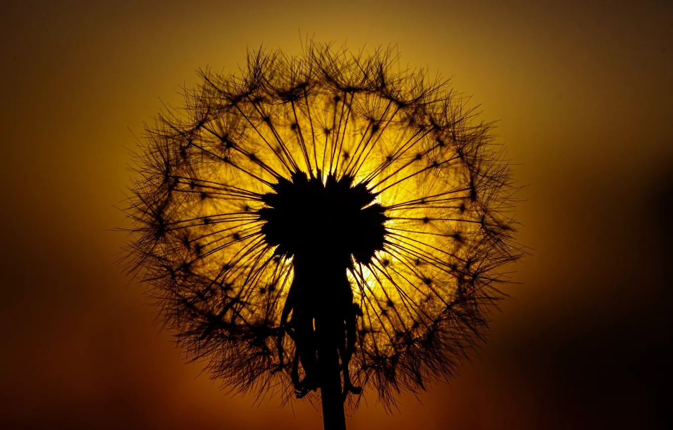 Photo wallpaper macro, sunset, nature, dandelion, glow