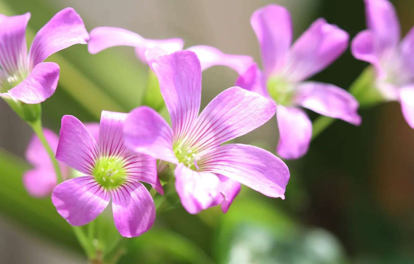 Photo wallpaper flowers, nature, plant, petals