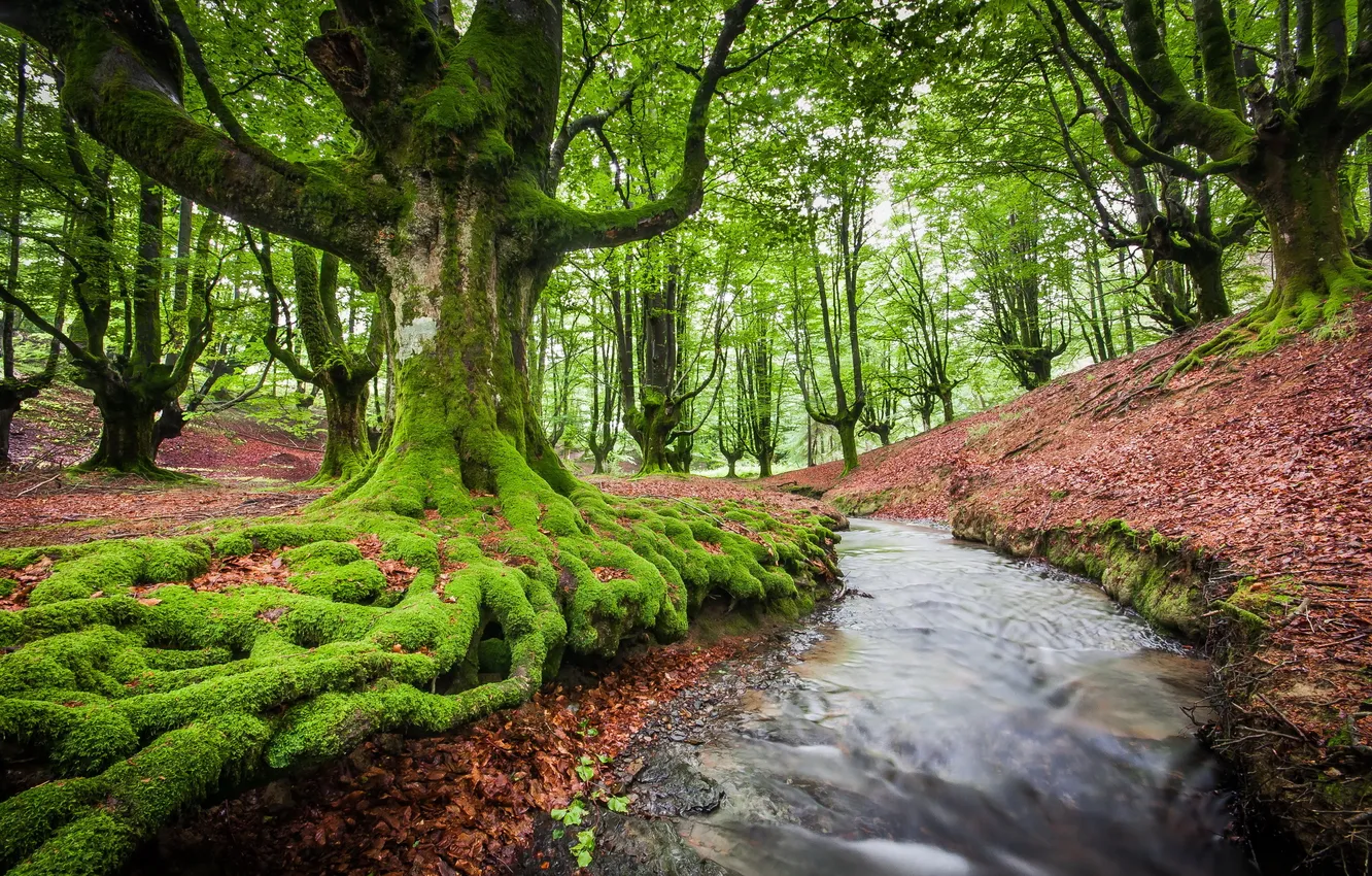 Photo wallpaper trees, nature, river
