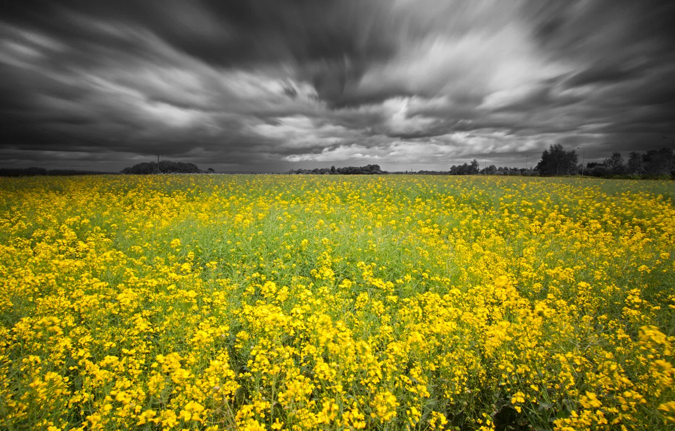 Photo wallpaper field, the sky, rape, grey clouds