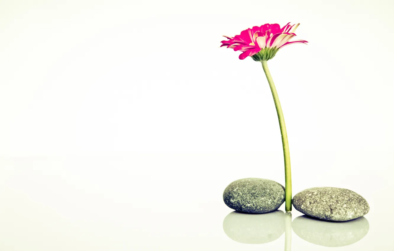 Photo wallpaper flower, stones, stem, photo, photographer, markus spiske