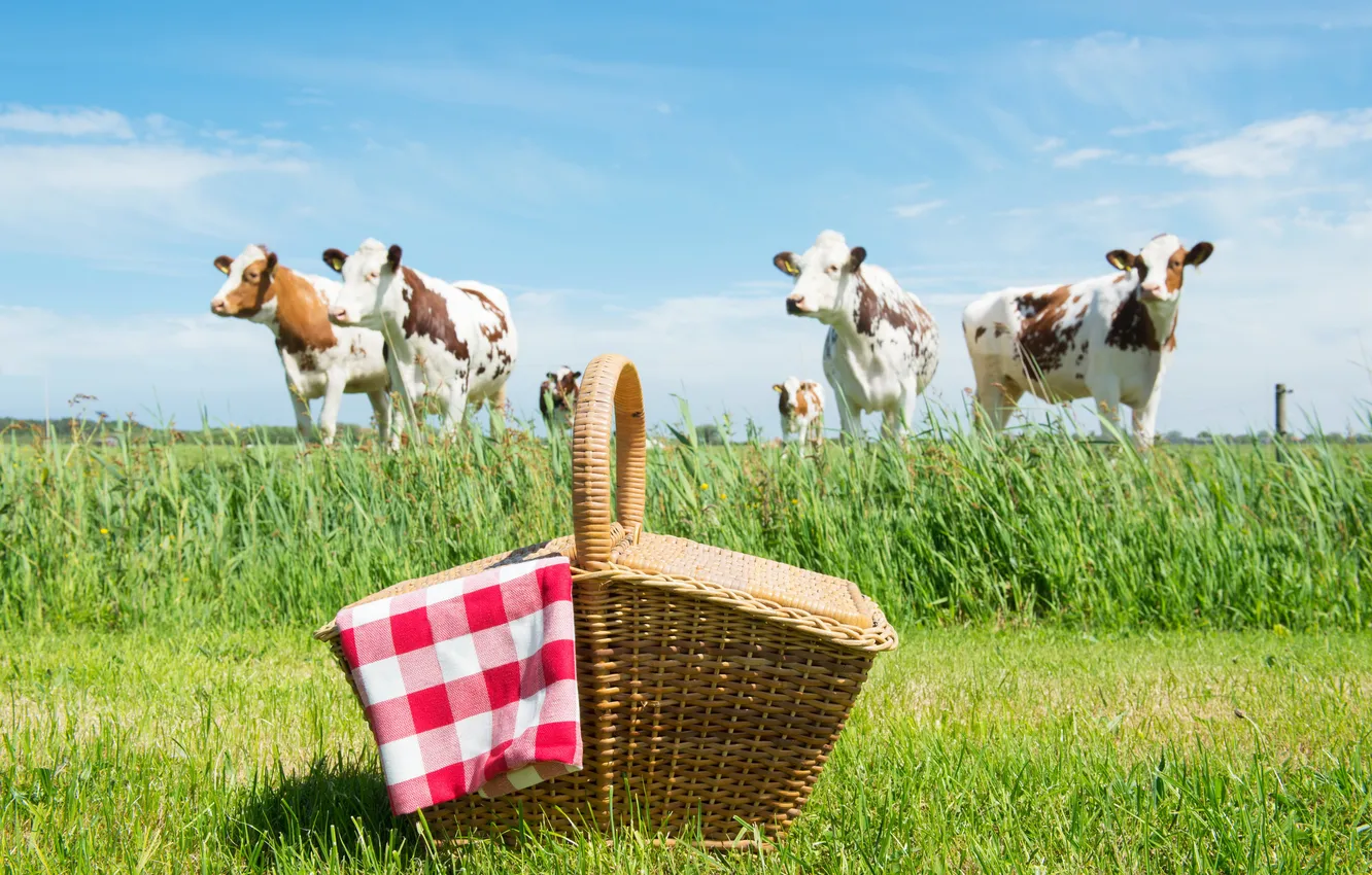 Photo wallpaper greens, field, grass, basket, cows, picnic