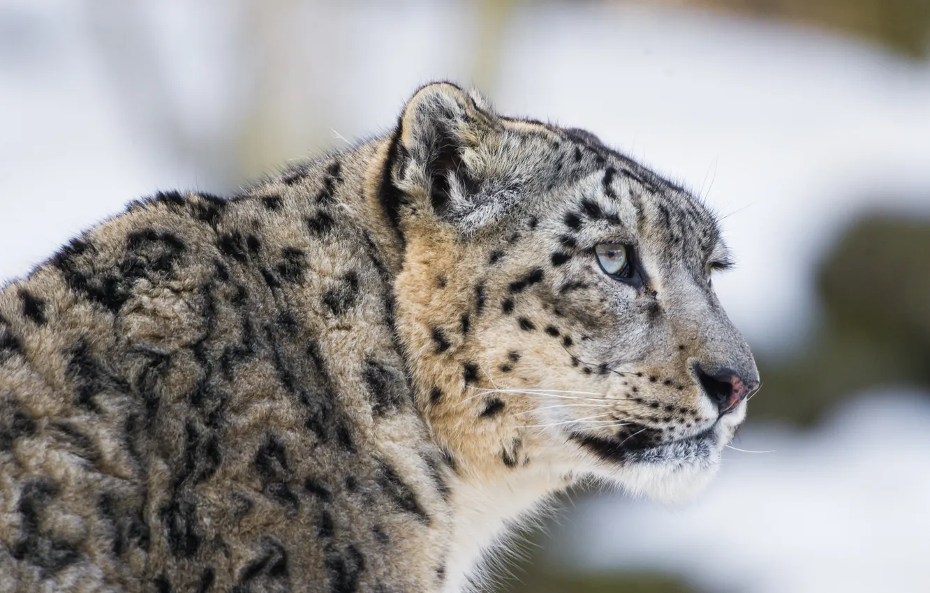 Photo wallpaper cat, look, face, IRBIS, snow leopard, ©Tambako The Jaguar