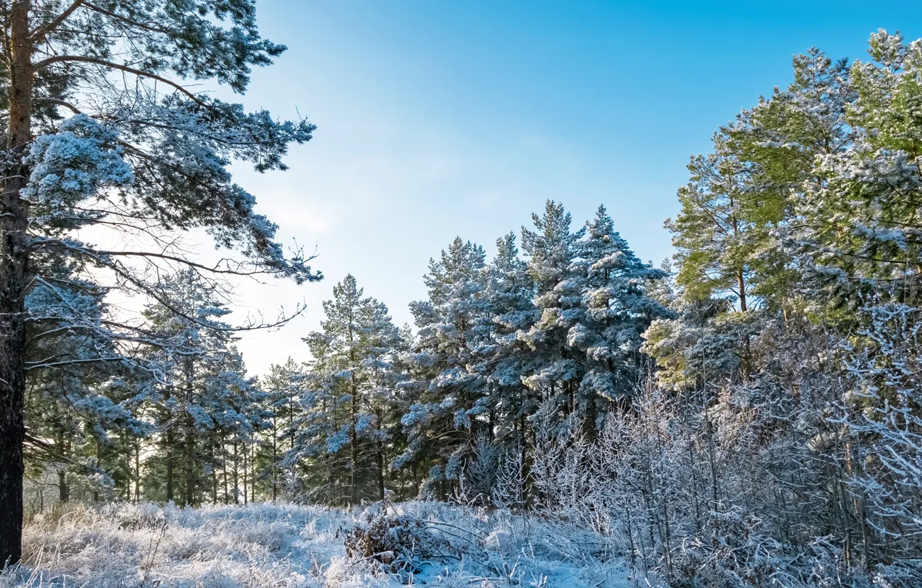 Photo wallpaper winter, glade, pine, Bashkiria