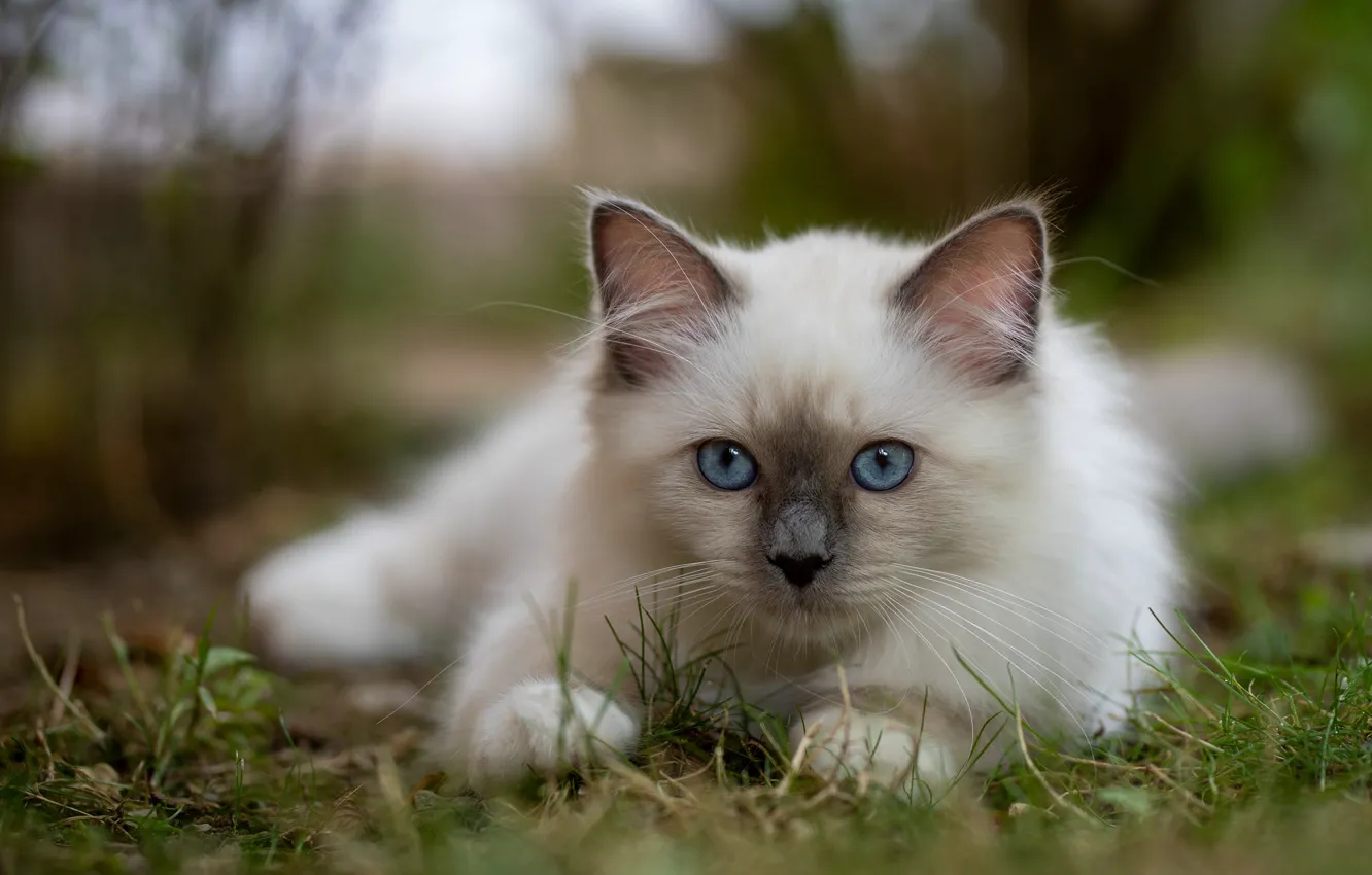 Photo wallpaper grass, look, muzzle, kitty, blue eyes, bokeh, Burmese
