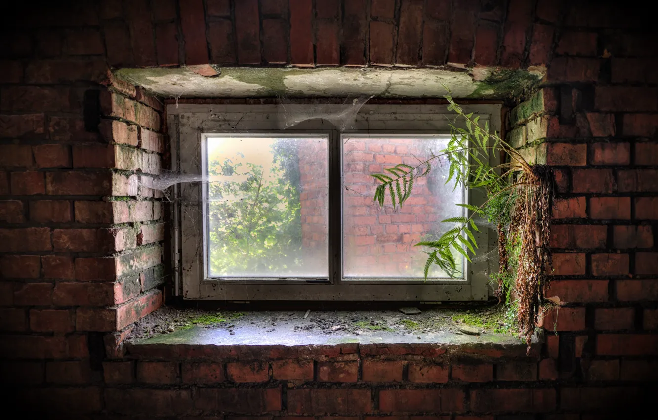 Photo wallpaper house, wall, web, window