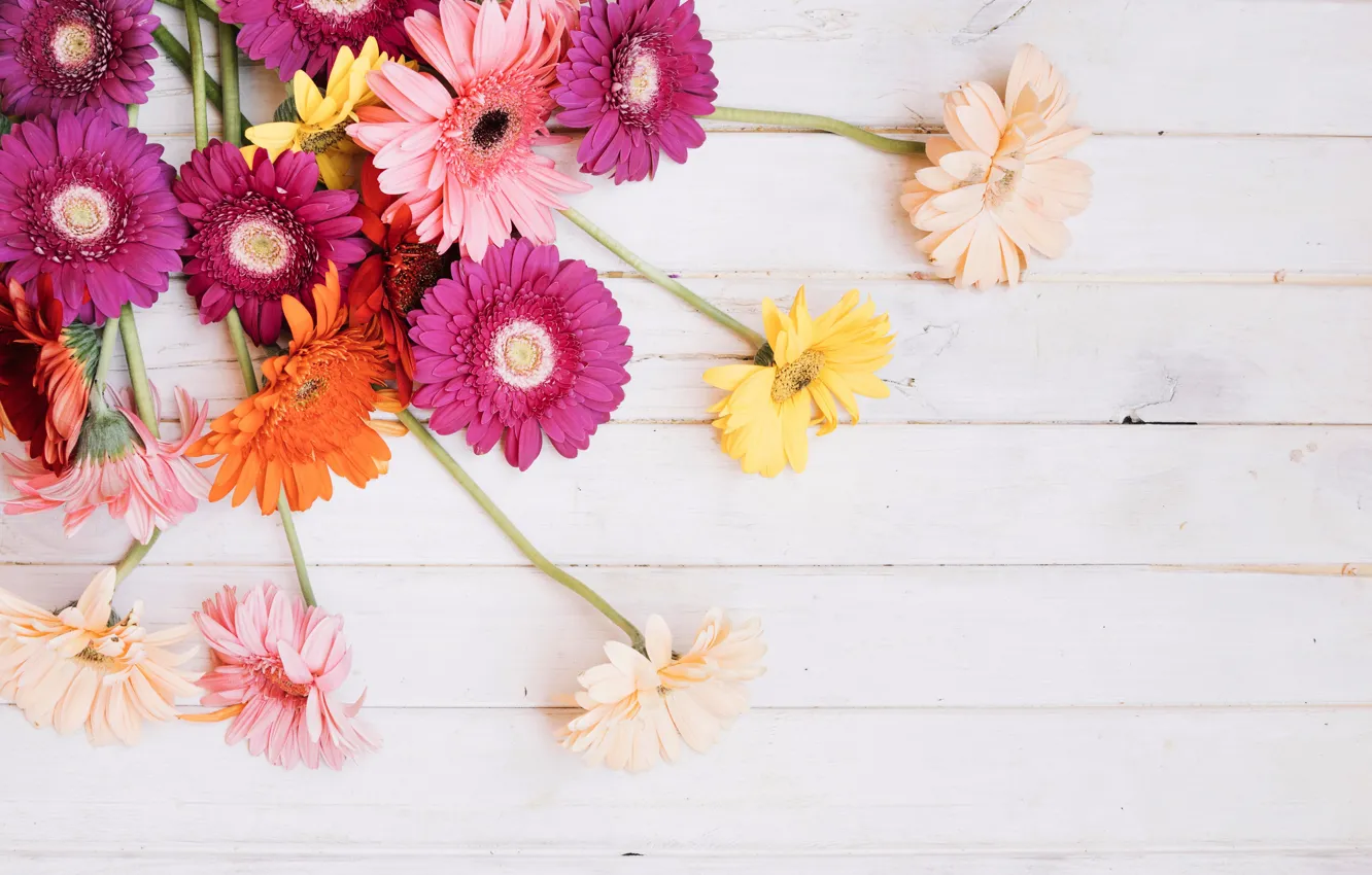 Photo wallpaper flowers, background, gerbera