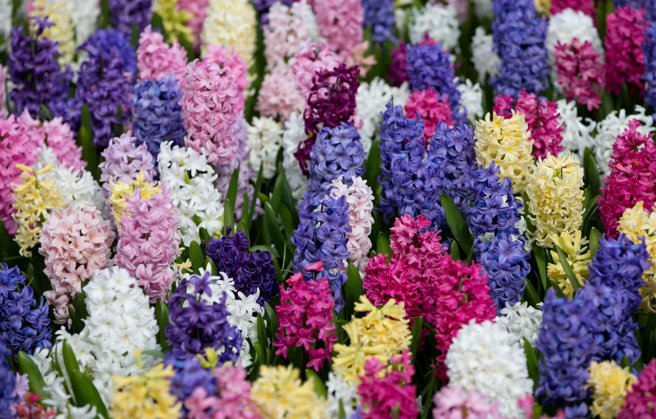 Photo wallpaper carpet, bright, colorful, hyacinths