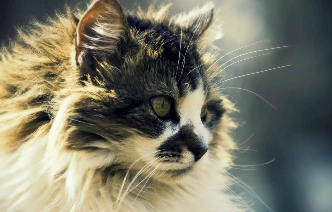 Photo wallpaper cat, face, spotted, longhair