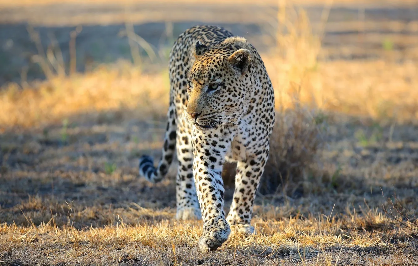 Photo wallpaper face, predator, leopard, Savannah, Africa, walk, wild cat
