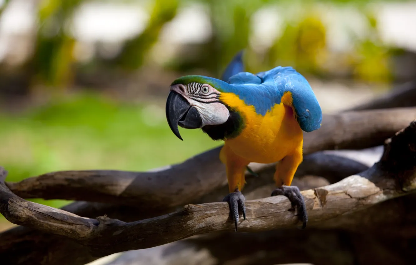 Photo wallpaper parrot, macaw, bokeh, eye, branches, paws, beak