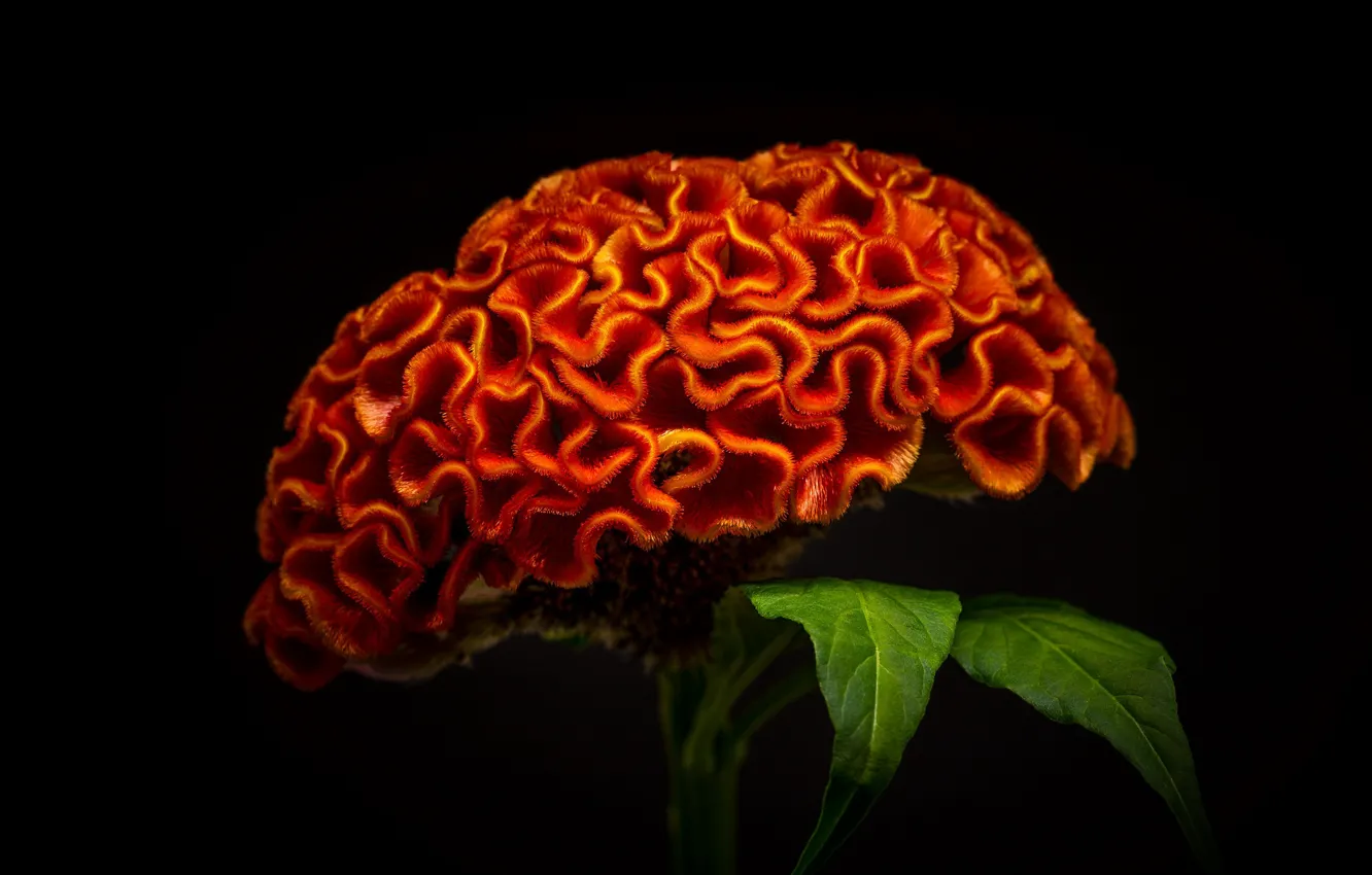 Photo wallpaper macro, orange, scallop