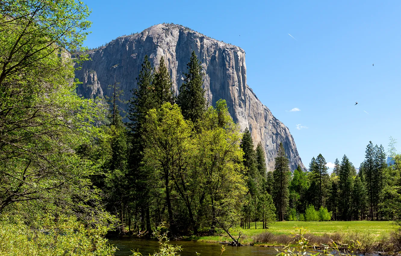 Photo wallpaper the sky, trees, mountains, river, bird