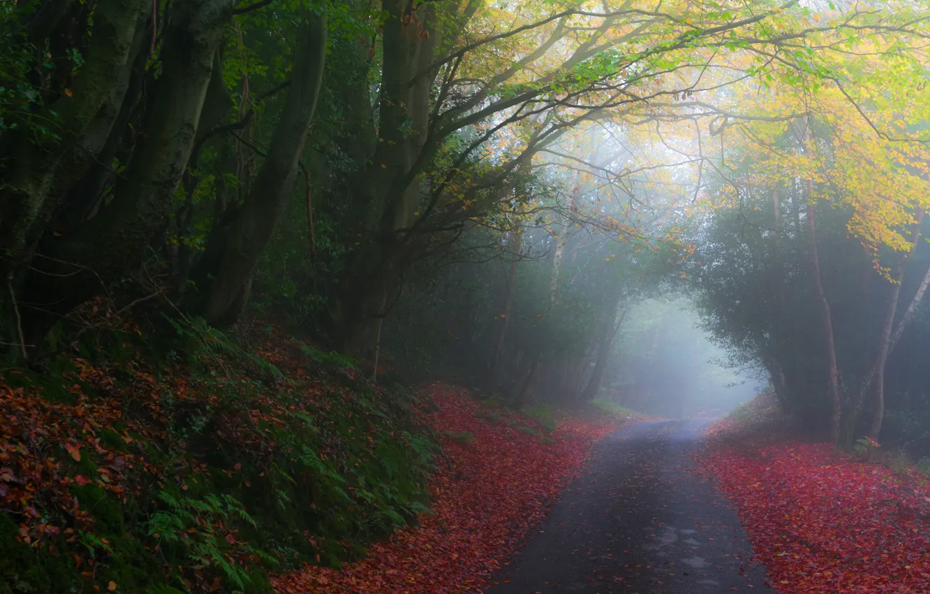 Photo wallpaper road, autumn, nature, fog, the way, foliage, autumn landscape