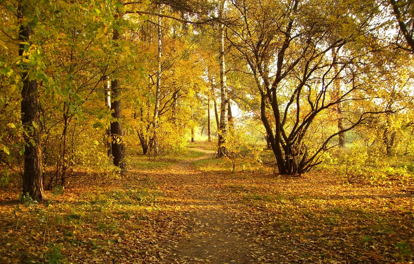Photo wallpaper autumn, nature, Park