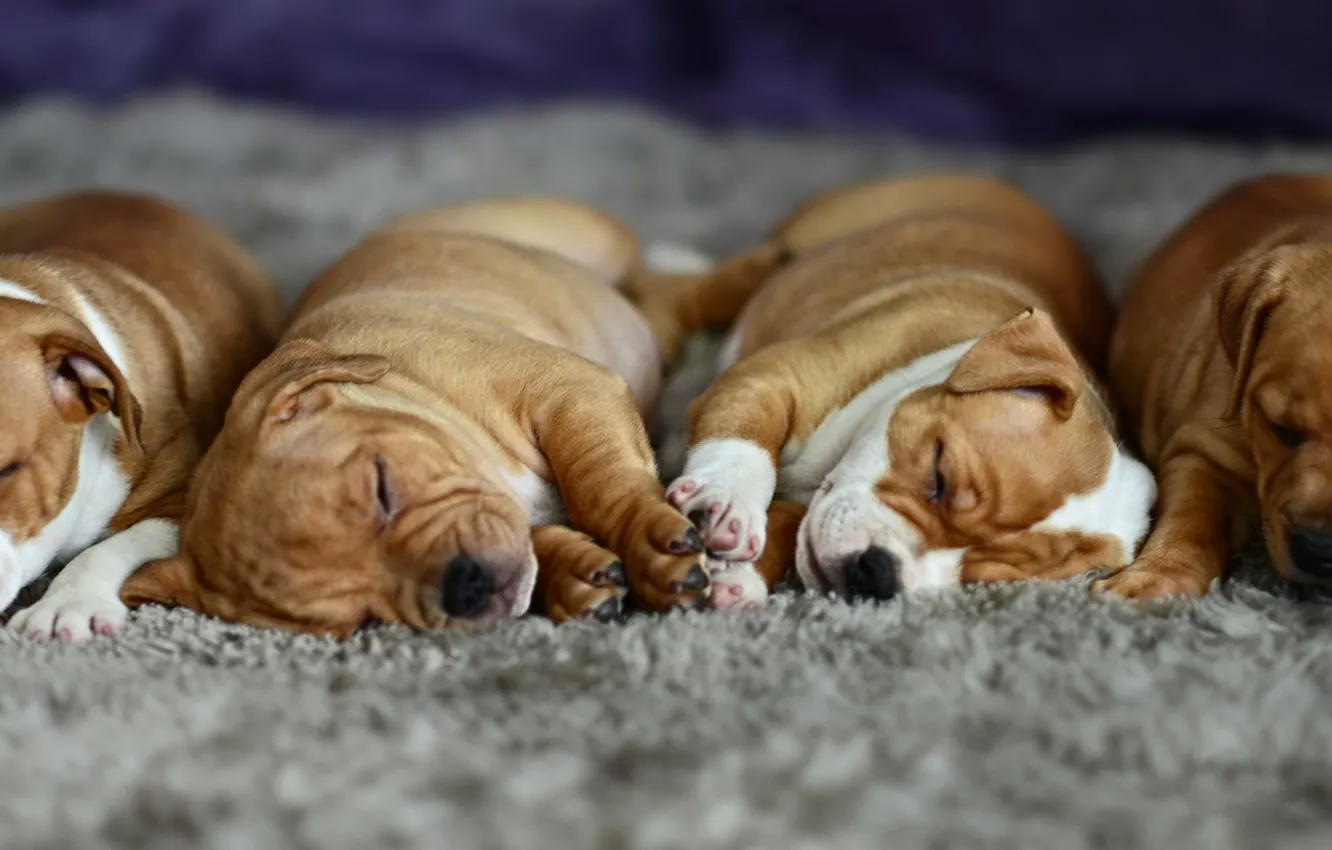 Photo wallpaper sleep, puppies, lazy, carpeted