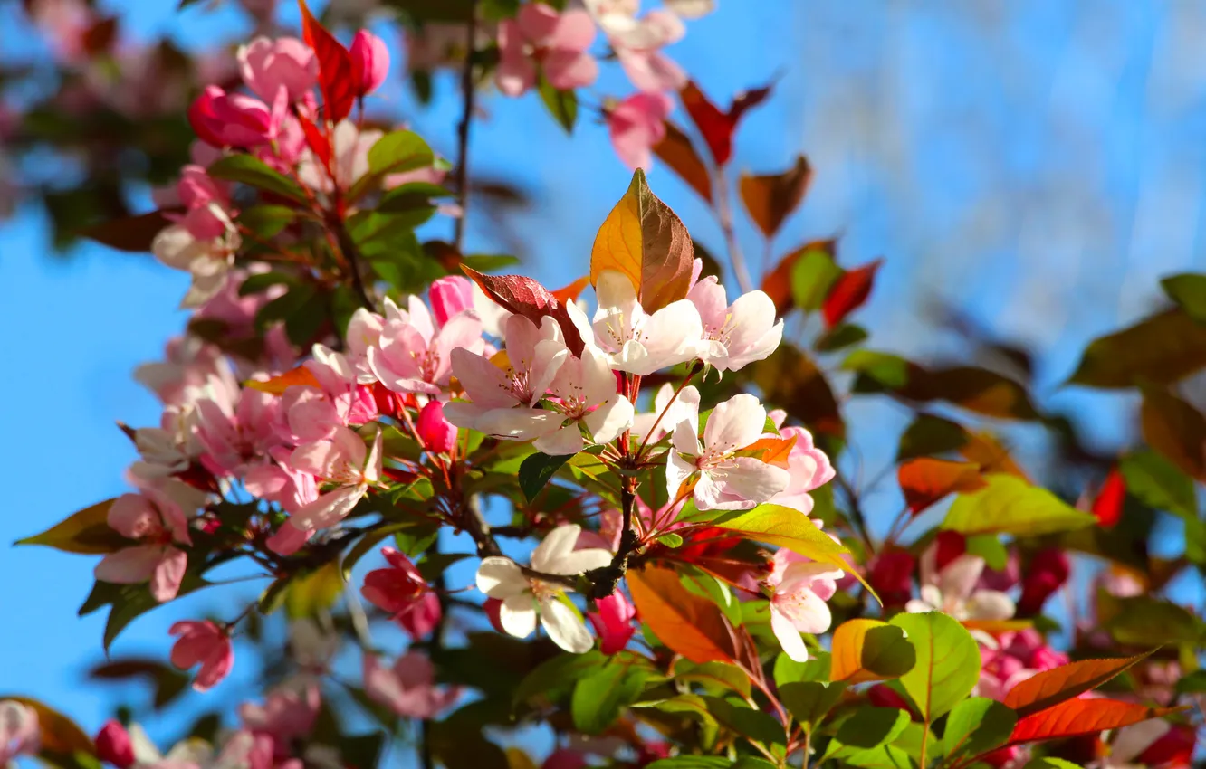 Photo wallpaper spring, twig, blooming