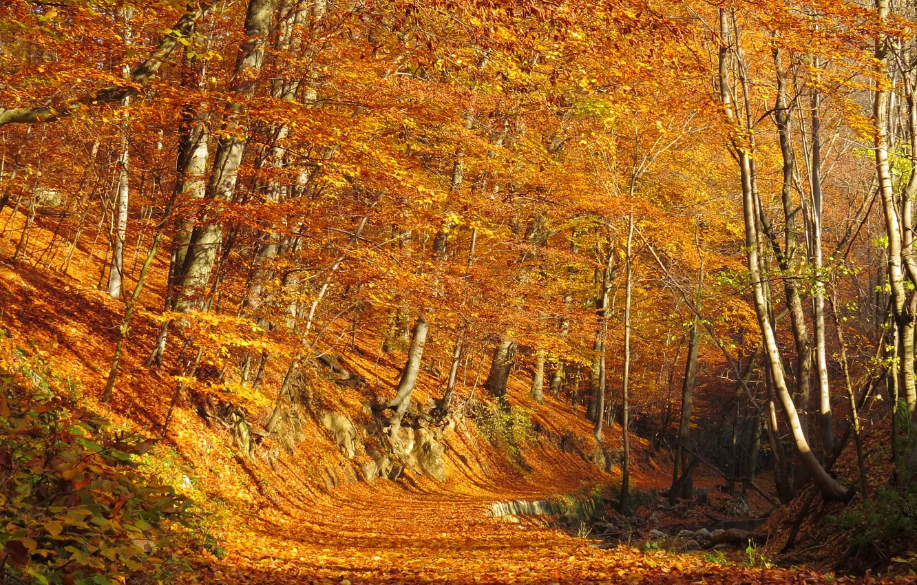 Photo wallpaper autumn, forest, leaves, trees, foliage, forest, falling leaves, grove