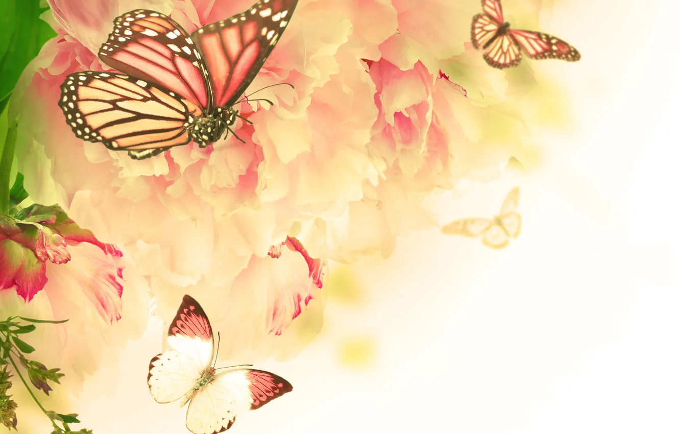 Photo wallpaper butterfly, flowers, flowering, carnation, twigs