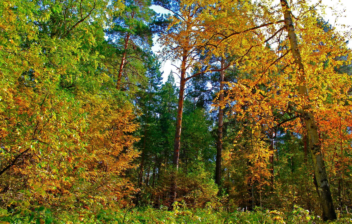 Photo wallpaper autumn, trees, yellow leaves, Nature, Ekaterinburg