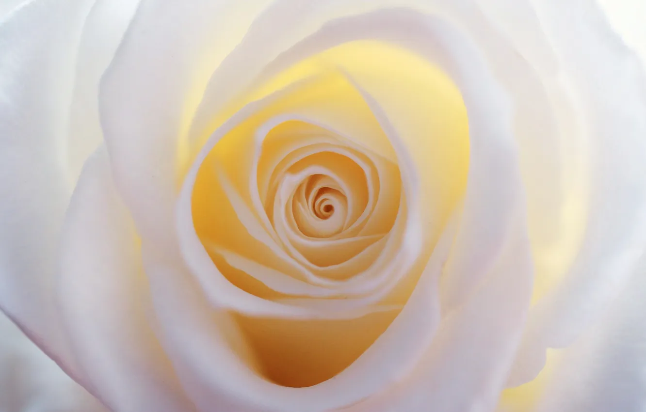 Photo wallpaper white, macro, roses, petals