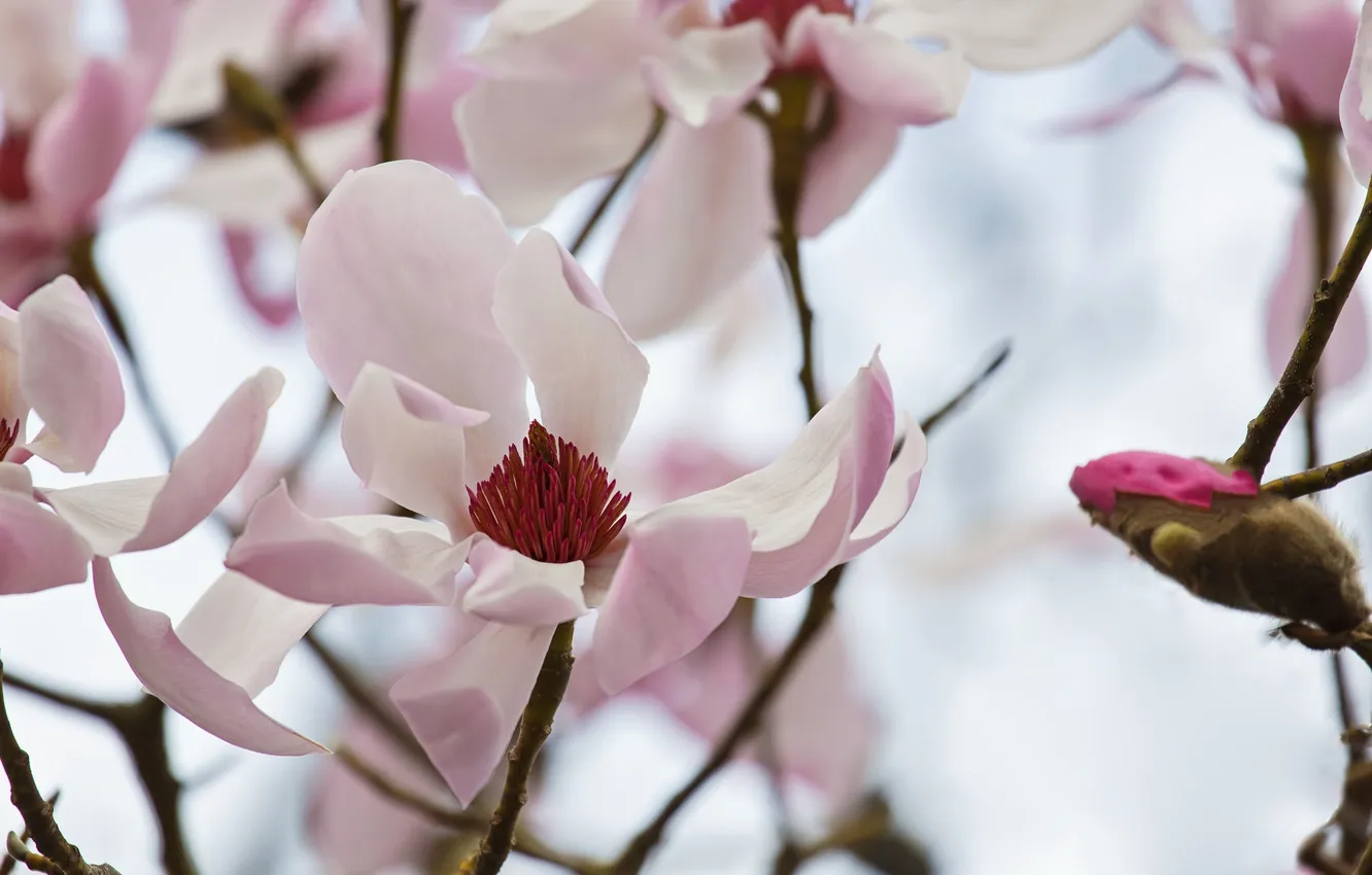 Photo wallpaper pink, tenderness, spring, Magnolia