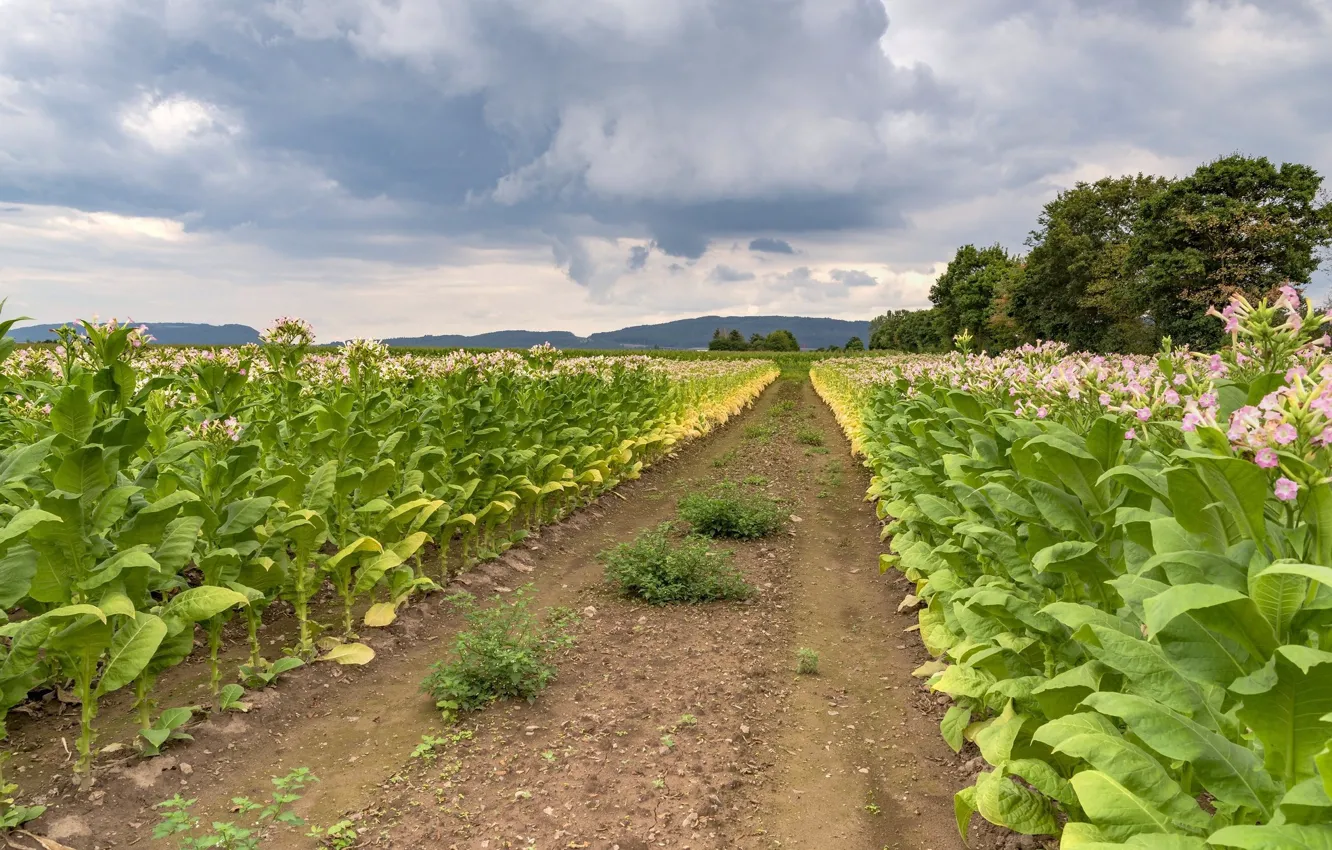 Field plants