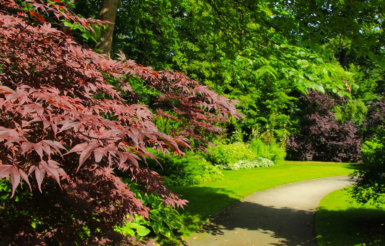 Photo wallpaper trees, park, garden, red leaf maple