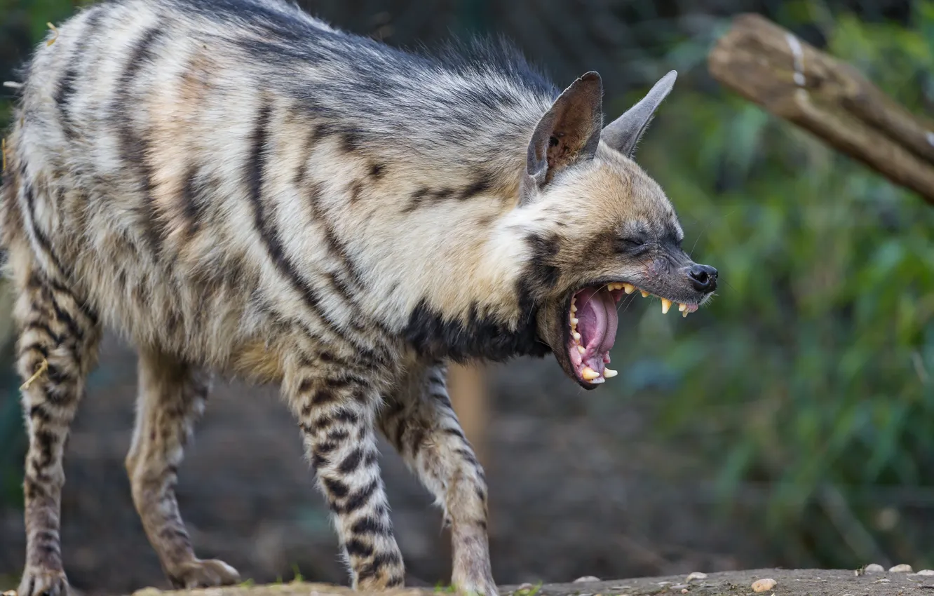 Photo wallpaper mouth, hyena, yawns, striped