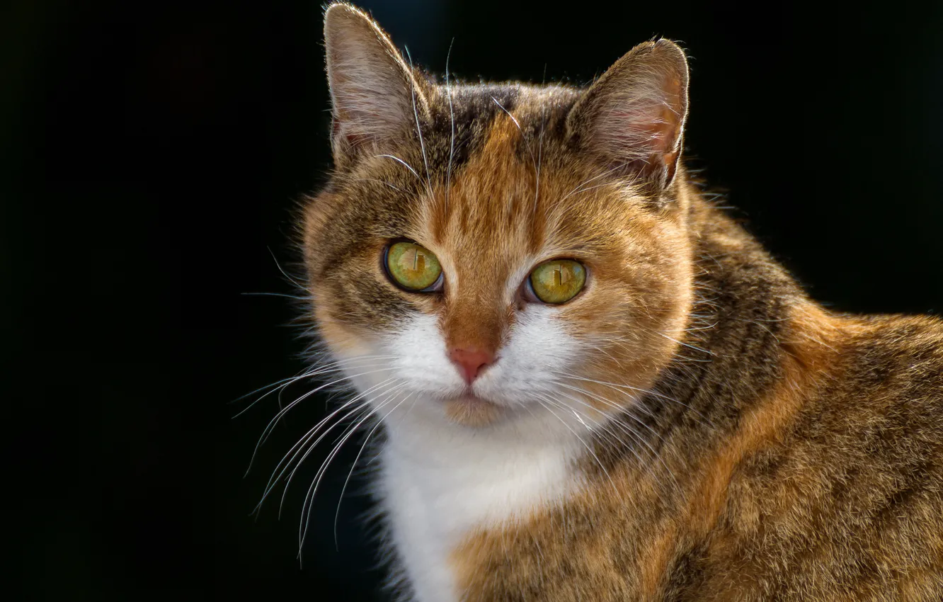 Photo wallpaper cat, look, background, portrait, muzzle