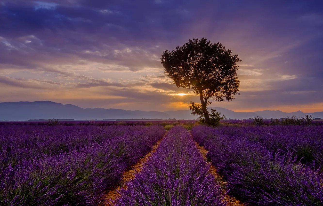 Photo wallpaper summer, the sky, clouds, rays, sunset, flowers, mountains, fog