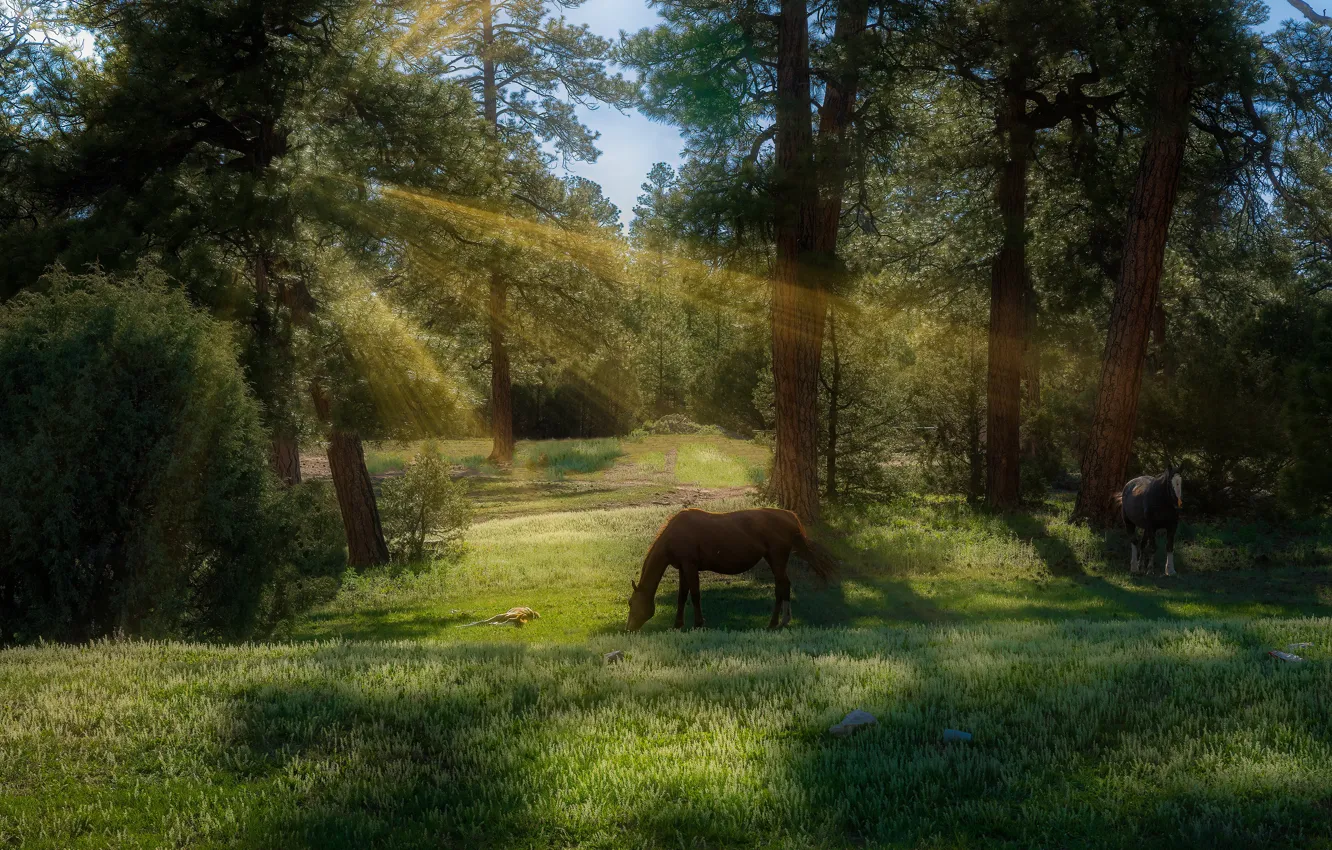 Photo wallpaper forest, horses, horse