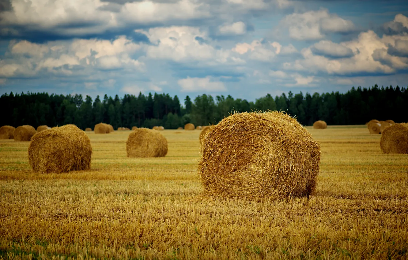 Photo wallpaper field, summer, the sky, stogi