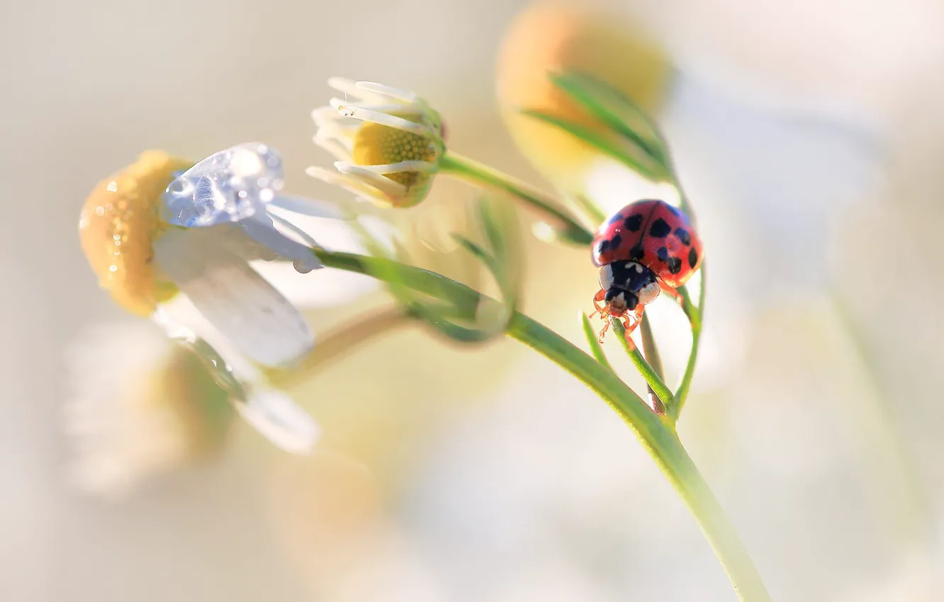Photo wallpaper drops, macro, light, flowers, ladybug, chamomile, beetle, blur