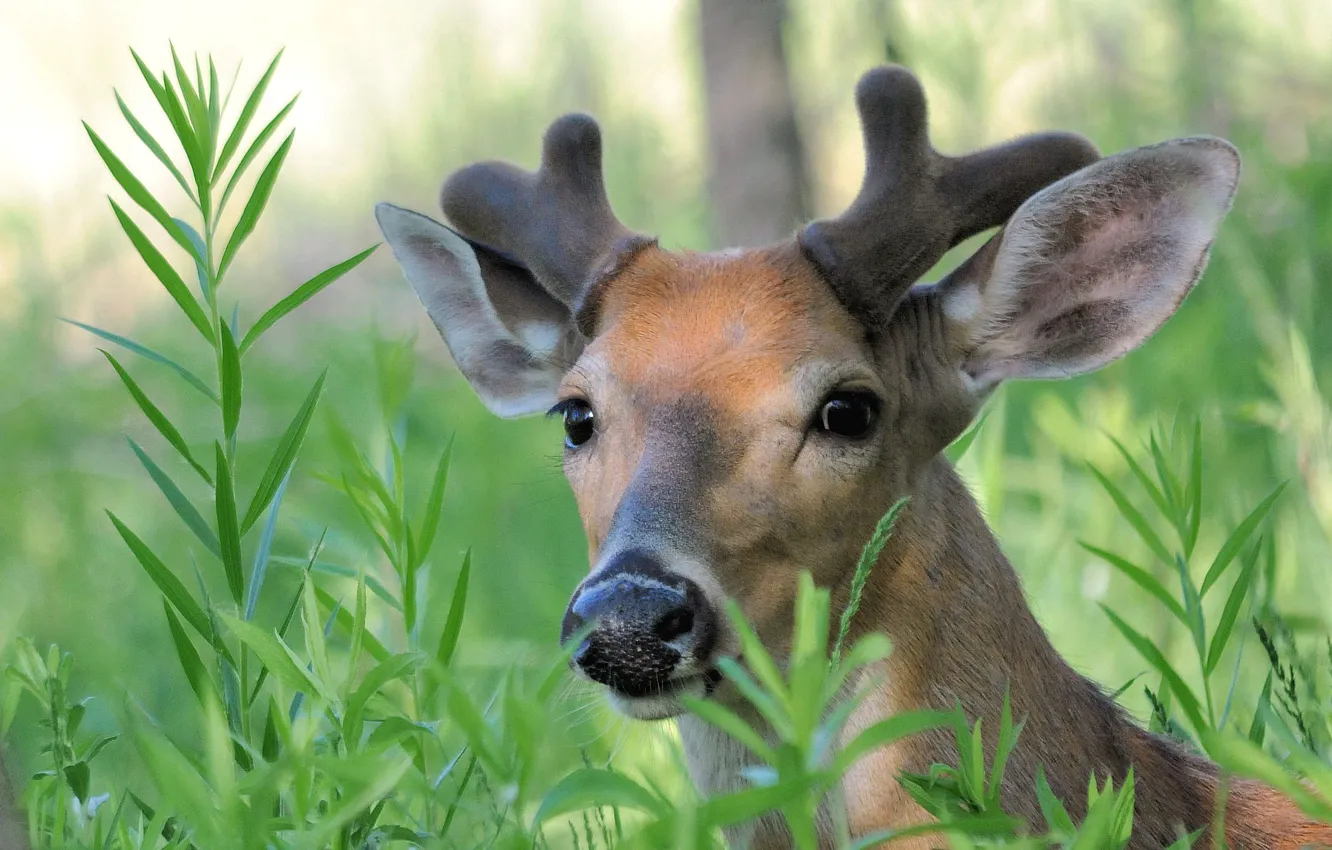 Photo wallpaper greens, grass, look, face, nature, thickets, portrait, deer