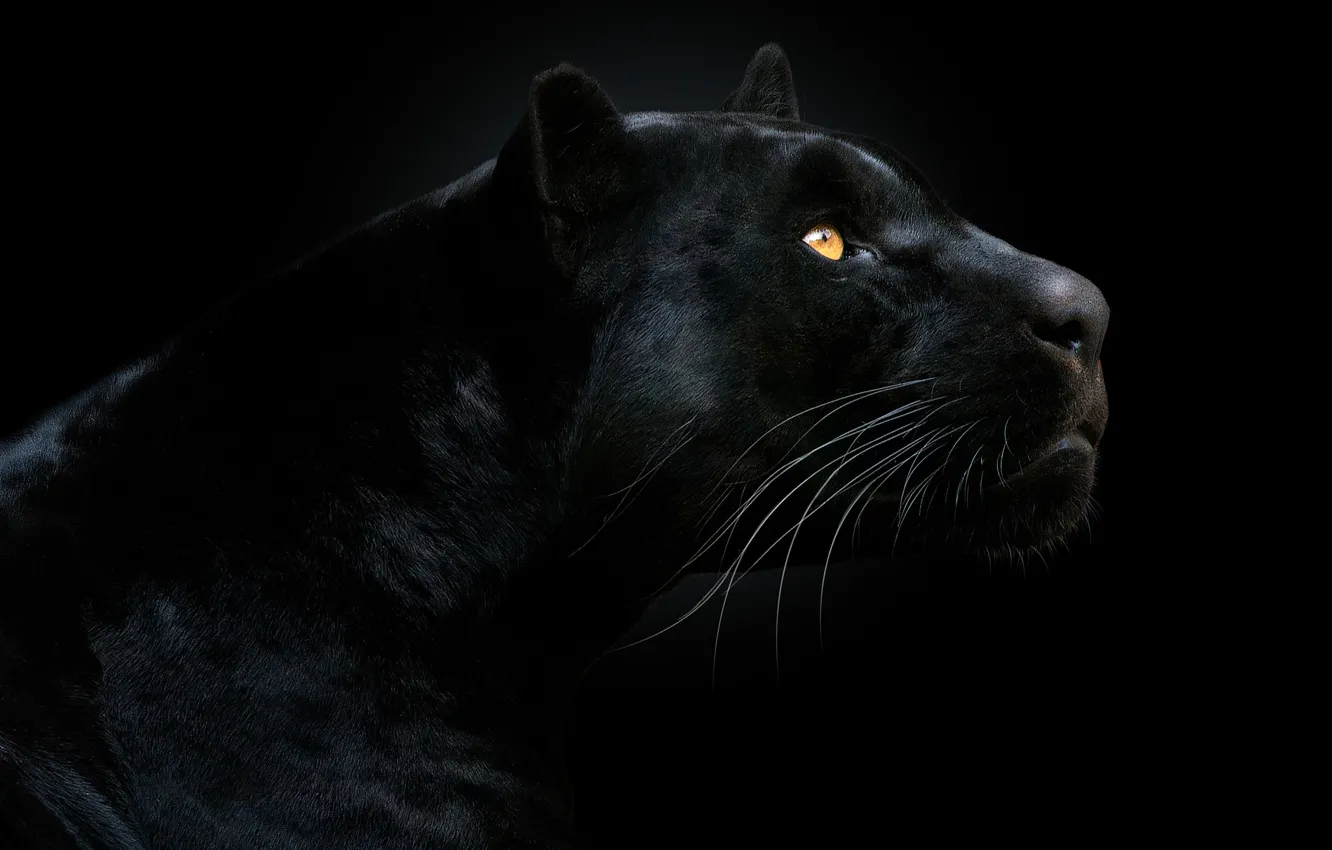 Photo wallpaper look, face, Panther, black background, the dark background