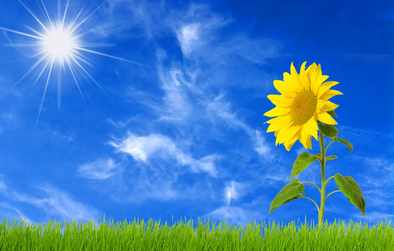 Photo wallpaper the sky, grass, the sun, sunflower