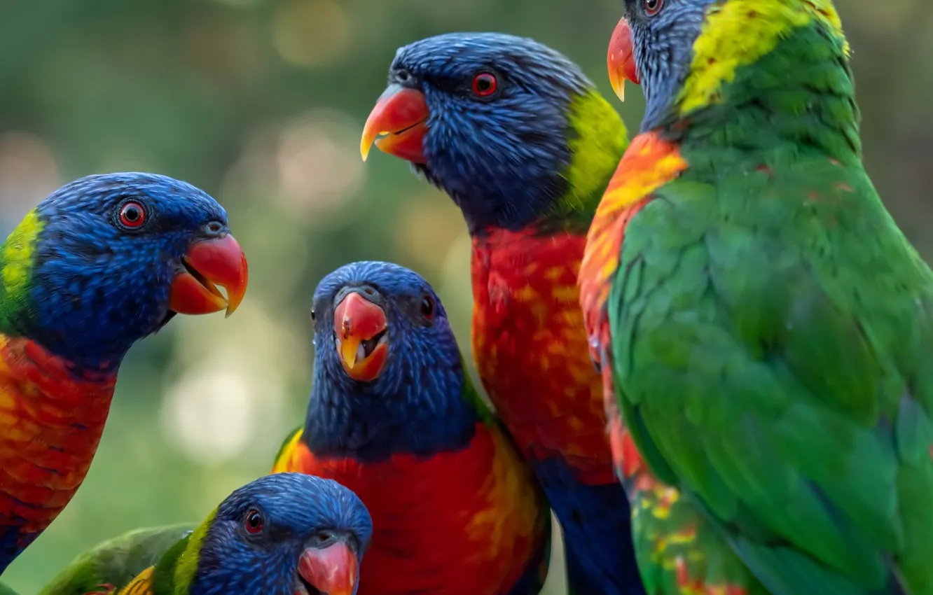 Photo wallpaper colored, pack, parrot