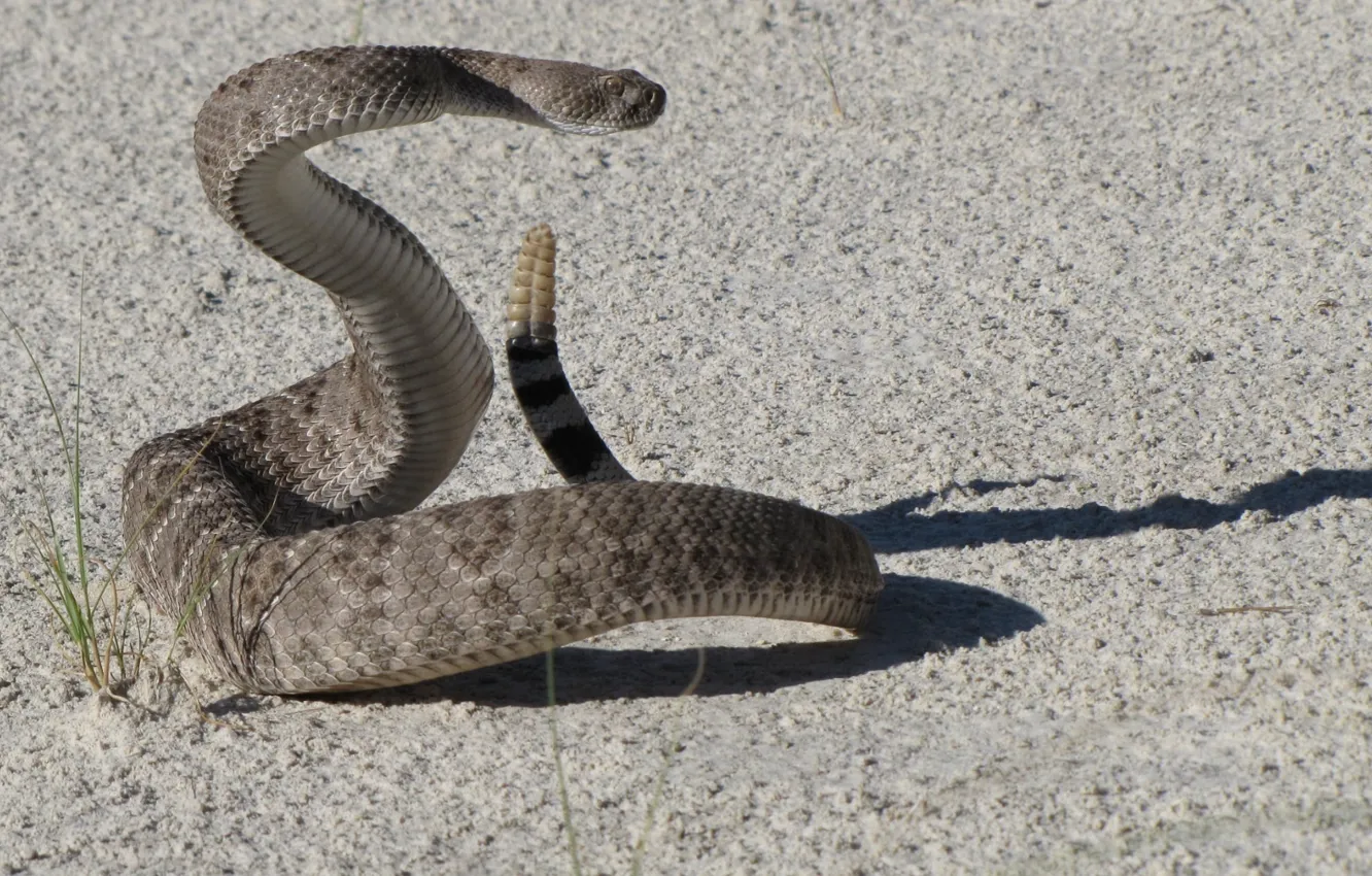 Photo wallpaper animal, western diamondback rattlesnake, rattle snake on gray surface, reptiel