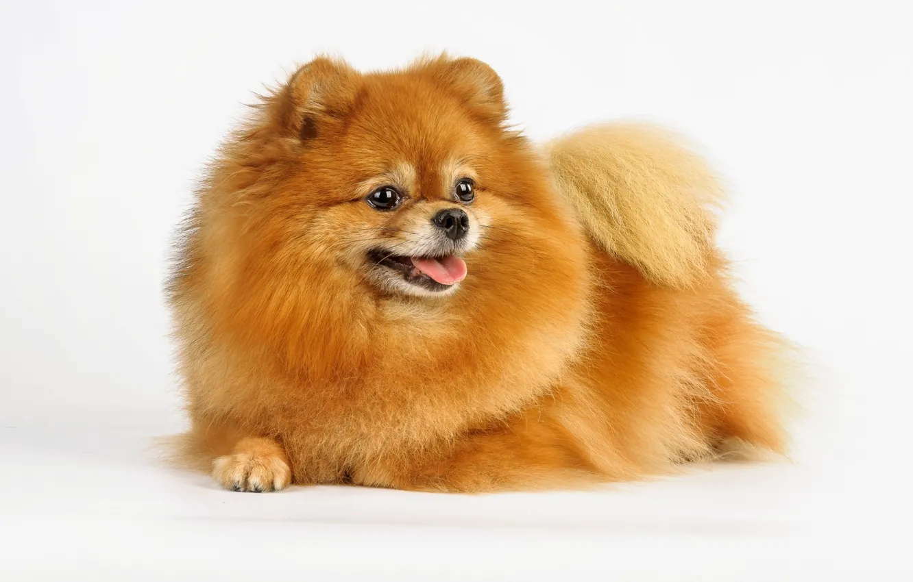 Photo wallpaper wool, red, Spitz